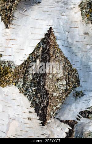 Die Diamantform bildet sich natürlich in der Rinde der silbernen Birke Baum Stockfoto