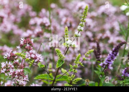 Blühende Minze weiß und lila, Oregano im Kräutergarten Stockfoto