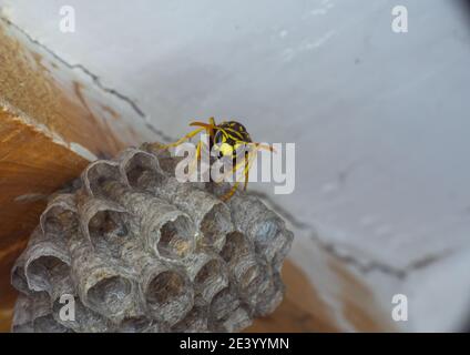 Wespe sitzt auf Wespennest Nahaufnahme Makro Stockfoto