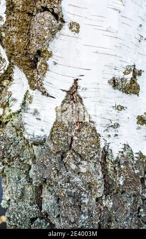 Die Diamantform bildet sich natürlich in der Rinde der silbernen Birke Baum Stockfoto