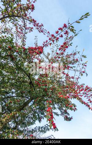 Silhouette eines Firethorns gegen den winterblauen Himmel Stockfoto