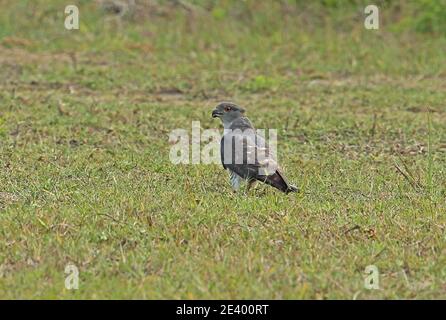 Afrikanischer Kuckuckhawk (Aviceda cuculoides verreauxii) auf dem Boden stehender Erwachsener, der auf der Heuschrecke füttert Tembe Elephant Park, Südafrika Novembe Stockfoto