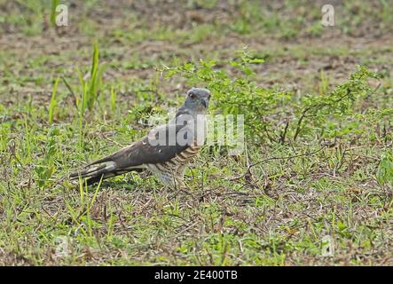 Afrikanischer Kuckuckhawk (Aviceda cuculoides verreauxii) Erwachsener steht auf dem Boden Tembe Elephant Park, Südafrika November Stockfoto