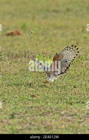 Afrikanischer Kuckuckhawk (Aviceda cuculoides verreauxii) auf der Jagd nach Heuschrecken Tembe Elephant Park, Südafrika November Stockfoto