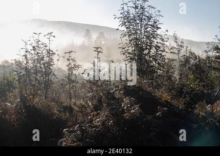 Ein herbstlicher nebliger Morgen im Galloway Forest Park in der Nähe von Stroan Bridge, Newton Stewart, Dumfries und Galloway, Schottland, Großbritannien Stockfoto