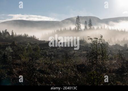 Ein herbstlicher nebliger Morgen im Galloway Forest Park in der Nähe von Stroan Bridge, Newton Stewart, Dumfries und Galloway, Schottland, Großbritannien Stockfoto