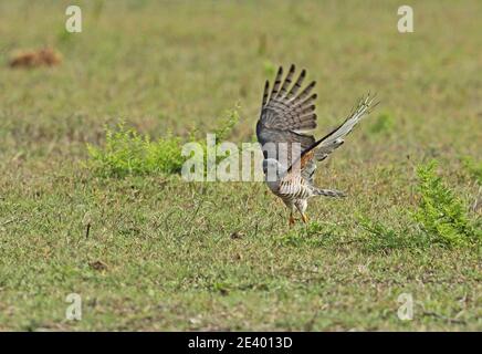 Afrikanischer Kuckuckhawk (Aviceda cuculoides verreauxii) auf der Jagd nach Heuschrecken Tembe Elephant Park, Südafrika November Stockfoto