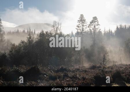 Ein herbstlicher nebliger Morgen im Galloway Forest Park in der Nähe von Stroan Bridge, Newton Stewart, Dumfries und Galloway, Schottland, Großbritannien Stockfoto