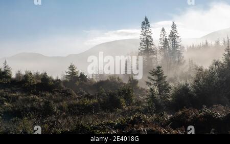 Ein herbstlicher nebliger Morgen im Galloway Forest Park in der Nähe von Stroan Bridge, Newton Stewart, Dumfries und Galloway, Schottland, Großbritannien Stockfoto