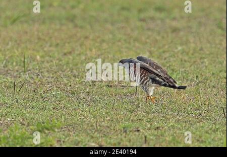 Afrikanischer Kuckuckhawk (Aviceda cuculoides verreauxii) auf der Jagd nach Heuschrecken Tembe Elephant Park, Südafrika November Stockfoto