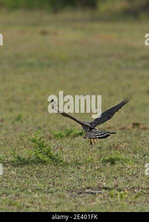 Afrikanischer Kuckuckhawk (Aviceda cuculoides verreauxii) auf der Jagd nach Heuschrecken Tembe Elephant Park, Südafrika November Stockfoto