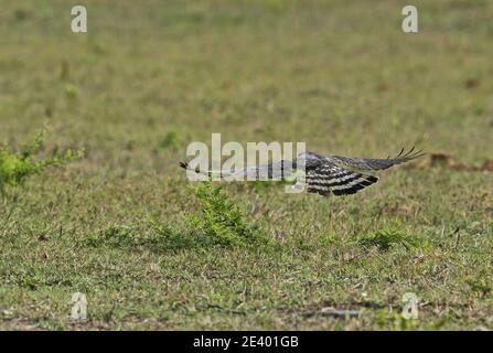 Afrikanischer Kuckuckhawk (Aviceda cuculoides verreauxii) auf der Jagd nach Heuschrecken Tembe Elephant Park, Südafrika November Stockfoto