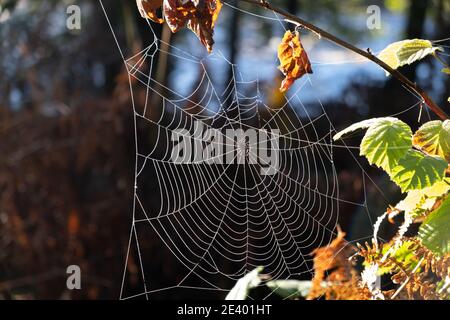 Spinnen Netz auf dem südlichen Upland Weg Fernweg Galloway Forest Park in der Nähe der Stroan Bridge Stockfoto