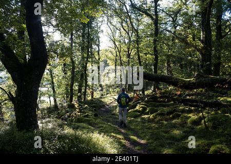 Walker auf der Seite des Wassers von Minnock In der Nähe der Stroan-Brücke auf dem Southern Upland Way Long Distance Pfad im Galloway Forest Park Stockfoto