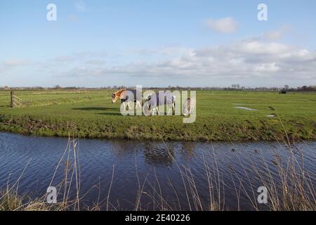 Weidelandschaft. Pferde mit Pferdedecken und einem kleinen Esel grasen auf der Wiese in der Nähe des Grabens im Januar in den Niederlanden. Stockfoto