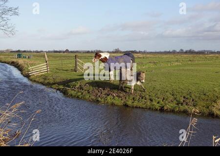 Weidelandschaft. Pferde mit Pferdedecken und einem kleinen Esel grasen auf der Wiese in der Nähe des Grabens im Januar in den Niederlanden. Stockfoto