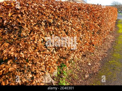 Europäische Kupferbuche Hecke in einem privaten Garten Stockfoto