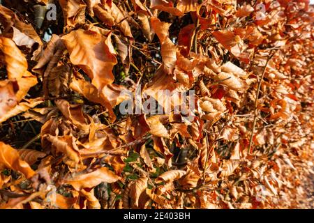 Europäische Kupferbuche Hecke in einem privaten Garten Stockfoto