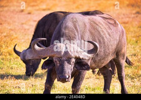 Afrikanischer Büffel stand auf dem Gras, seine Augen schauten in die Kamera. Viele Tiere wandern in das Masai Mara National Wildlife Refuge in K Stockfoto