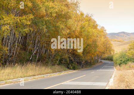 Leere Straße durch Herbstlaub Wald im Herbst Stockfoto