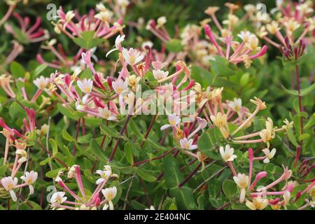 Portugal Pflanzenarten - Lonicera etrusca (Etruskische geißblatt) in der Region Algarve. Stockfoto