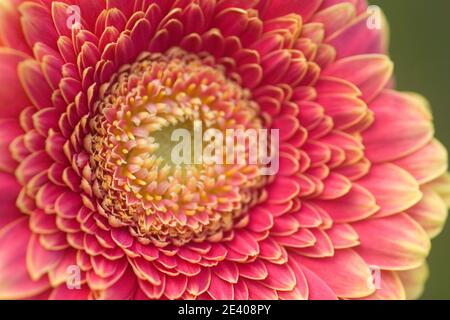 Rosa und gelbe Gerbera Blume Stockfoto
