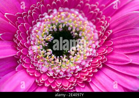 Rosa Gerbera Nahaufnahme Detail Stockfoto