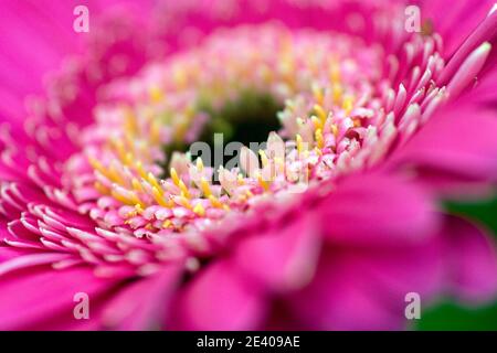 Abstrakte Nahaufnahme der rosa Gerbera Blume von der Seite Stockfoto