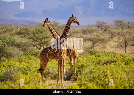 Zwei afrikanische Giraffen stehen auf dem Gras. In die entgegengesetzte Richtung. Viele Tiere wandern in das Masai Mara National Wildlife Refuge in Ken Stockfoto