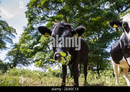 Kuh Stockfoto