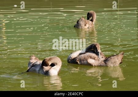 Junge stumme Schwäne, die sich aufmachen. Stockfoto