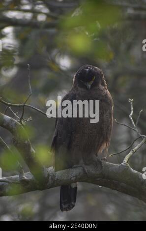 Angry Spotted Eagle starrt mich an Stockfoto