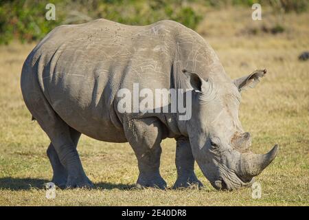 In der Sonne frisst das Nashorn Gras. Viele Tiere wandern in das Masai Mara National Wildlife Refuge in Kenia, Afrika. 2016. Stockfoto