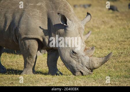 Auf dem Gras frisst ein Nashorn Gras. Viele Tiere wandern in das Masai Mara National Wildlife Refuge in Kenia, Afrika. 2016. Stockfoto