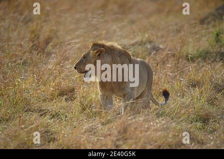 Ein männlicher Löwe stand auf dem Grasland und beobachtete die Bewegung seiner Beute. Viele Tiere wandern in das Masai Mara National Wildlife Refuge Stockfoto