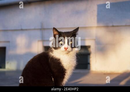 Nette und süße schwarze Katze auf der Straße Stockfoto