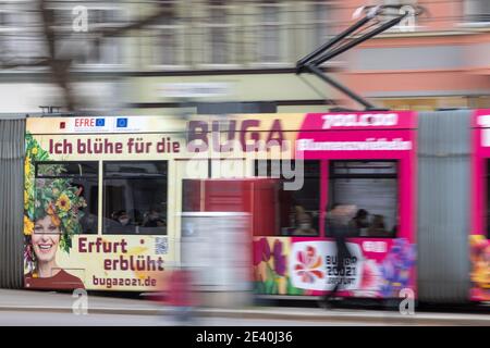 Erfurt, Deutschland. Januar 2021. Eine Straßenbahn fährt durch die Innenstadt mit Werbung für die BUGA. Die Bundesgartenschau 2021 findet vom 23. April bis 10. Oktober 2021 in Erfurt statt. Quelle: Michael Reichel/dpa/Alamy Live News Stockfoto