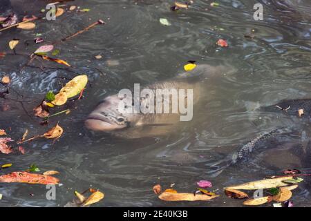 Mosambik-Maulbrüter (Sarotherodon mossambicus) und Nil Tilapia (Oreochromis niloticus) Kultfisch-Buntbarsche. Diese Fischarten werden eingeführt Stockfoto