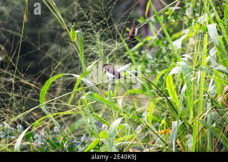 Die Weißrumpe Munia (Lonchura striata striata) ernährt sich von Wildgetreide (Amberkane) unter natürlichen Bedingungen der Bergplateaus. Zentralplateau, Sri Lanka Stockfoto