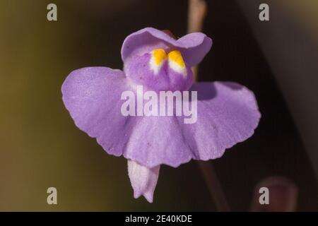 Nahaufnahme der rosa Blume der fleischfressenden Pflanze Utricualria tricolor, aufgenommen im Serra do Cipo Nationalpark in Minas Gerais, Brasilien Stockfoto