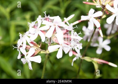 Seifenkraut (Saponaria officinalis) Stockfoto