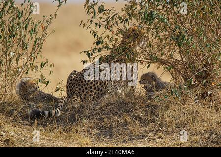 Eine Geparden-Mutter und zwei Jungen ruhen auf dem Gras. Eines der Jungen gähnt. Große Anzahl von Tieren wandern zum Masai Mara National Wildlife Refuge