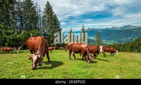 Herden von Kühen auf der Weide in den französischen Alpen Stockfoto