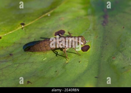 Blauer (südlicher) Hawker (Aeshna cyanea) Libellennymphe auf Lilienblatt Stockfoto