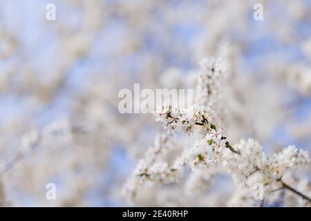 Kirschbäume blühen im Frühling. Weiße Kirsche blüht. Frühling klar sonnigen blauen Himmel Tag. Selektiver Fokus. Freier Speicherplatz. Stockfoto