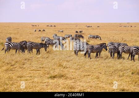 Eine Gruppe Zebras raste und frisst Gras auf dem trockenen Grasland. Viele Tiere wandern in das Masai Mara National Wildlife Refuge in Kenia, Afrika Stockfoto