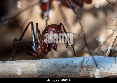 Sahara Desert Ameisen (Cataglyphis nodus) sehr nah Makrofotografie beschäftigt arbeiten, Vereinigte Arabische Emirate. Teamwork harte Arbeit und Einfallsreichtum con Stockfoto