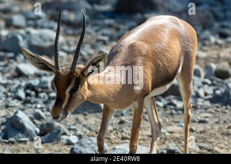 Nahaufnahme einer arabischen Sandgazelle (Gazella marica) in den Felsen der Vereinigten Arabischen Emirate (VAE). Stockfoto