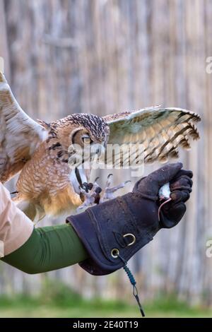 Eine Pharaoadler-Eule (Bubo ascalaphus), die in den Vereinigten Arabischen Emiraten zu einem Trainerhandschuh fliegt. Stockfoto