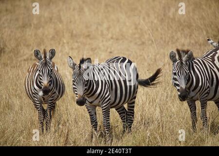 Zebras, die auf dem Gras stehen, mit dem Kopf zur Kamera. Viele Tiere wandern in das Masai Mara National Wildlife Refuge in Kenia, AFR Stockfoto